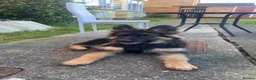 German Shepherd dogs for sale: Male German shepherd  in Ipswich - Advert 3