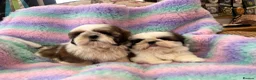 Shih Tzu dogs for sale: Lovely Shih Tzu puppies - Advert 3