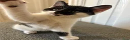 Mixed Breed cats for sale: Unique Black and White "Frosted" Bicolor kittens - Advert 16