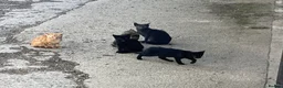 Mixed Breed cats for sale: Kittens looking for homes  in Marlborough - Advert 5