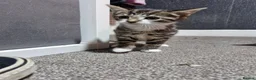 Mixed Breed cats for sale: 3 kittens  - Advert 5