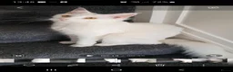 Maine Coon cats for sale: 🏅TICA🏅 pure white boys maine coons - Advert 19