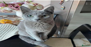 Russian Blue cats - Advert 13