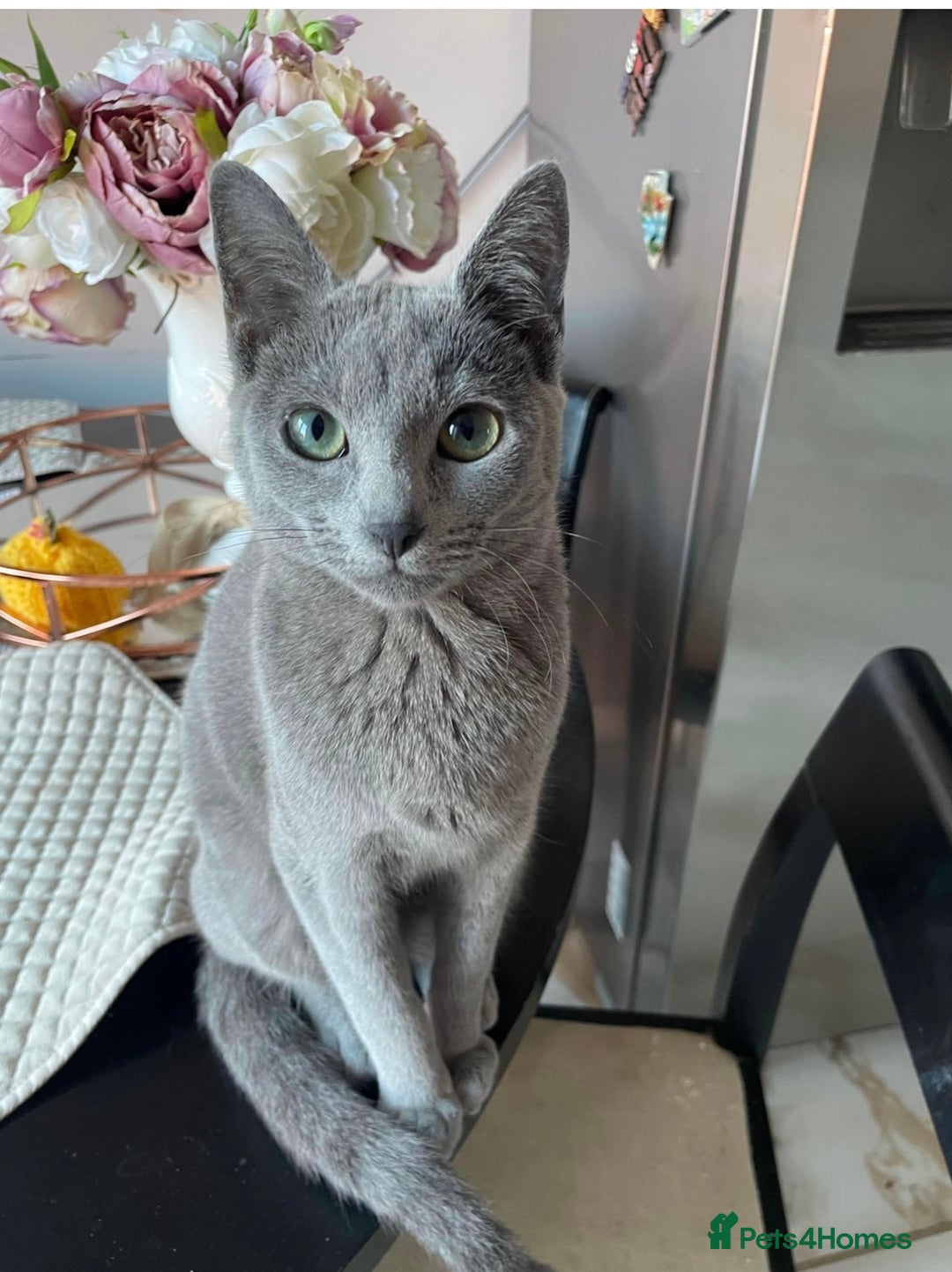 Russian Blue cats for sale: Pure pedigree Tica registered Russian blue girl  - Advert 2