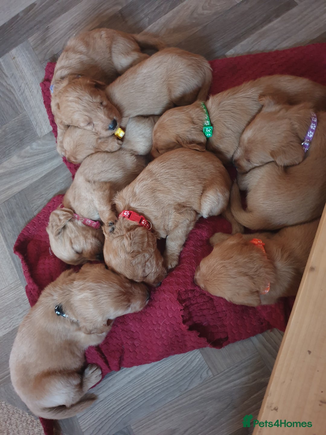 Labradoodle dogs for sale: ONLY 4 GIRLS LEFT F1 miniature labradoodles - Image 3