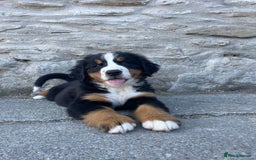 Bernese Mountain Dog dogs for sale: Bernese Mountain Puppies 🏠Ready for new homes🏠 in Aberystwyth - Image 2