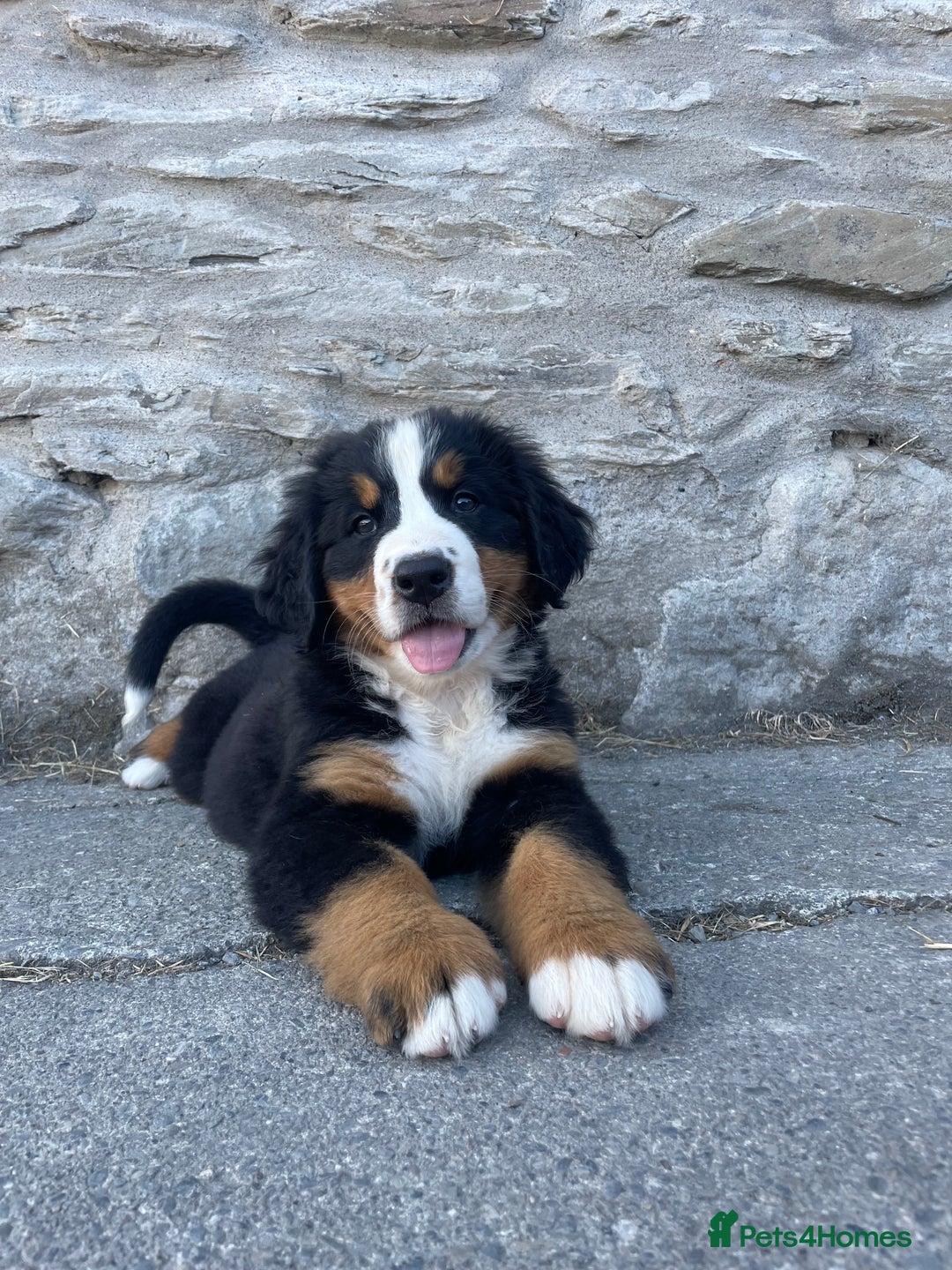 Bernese Mountain Dog dogs for sale: Bernese Mountain Puppies 🏠Ready for new homes🏠 in Aberystwyth - Image 2