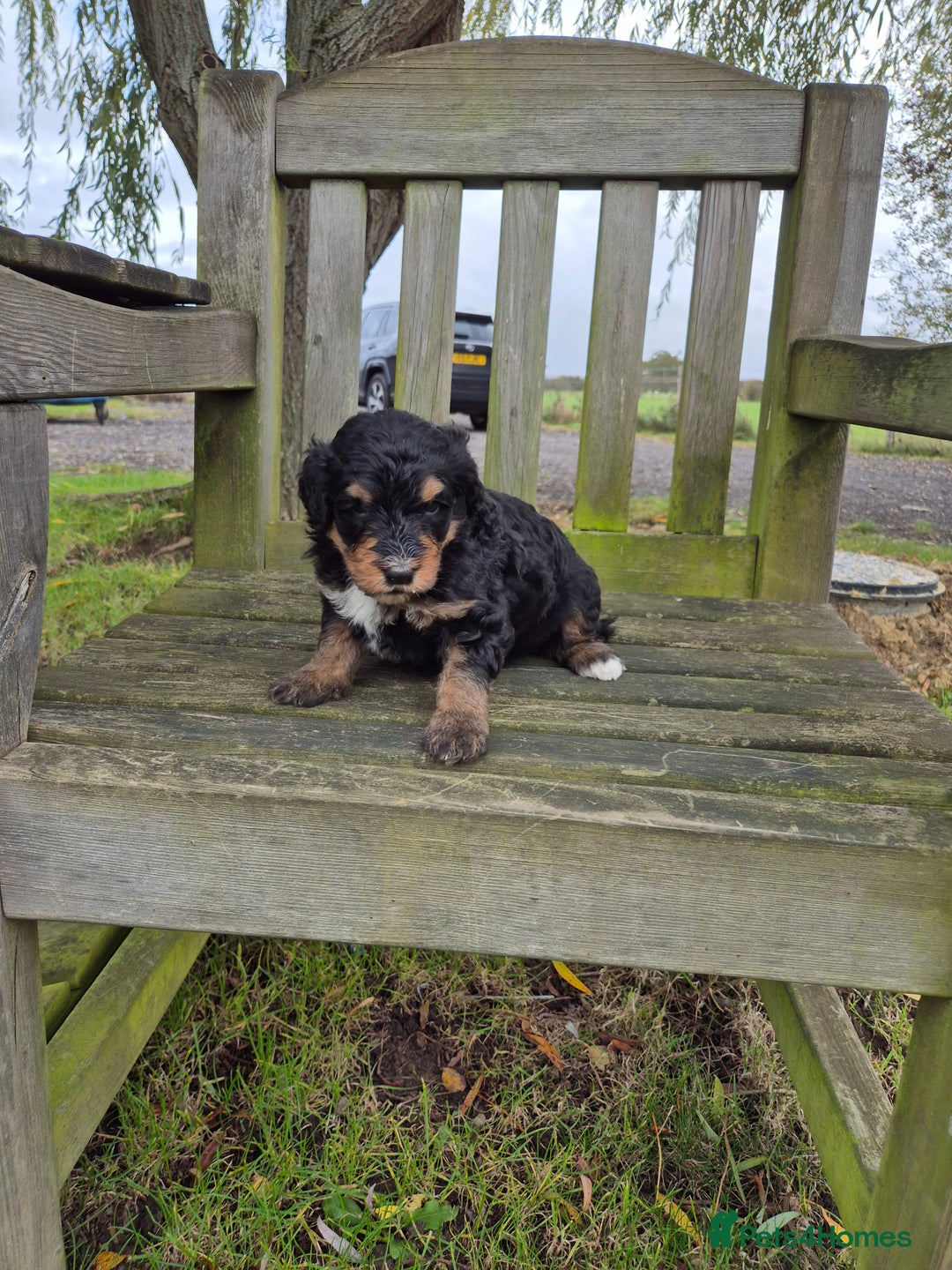 Bernedoodle dogs for sale: F1 Bernedoodle - Advert 6