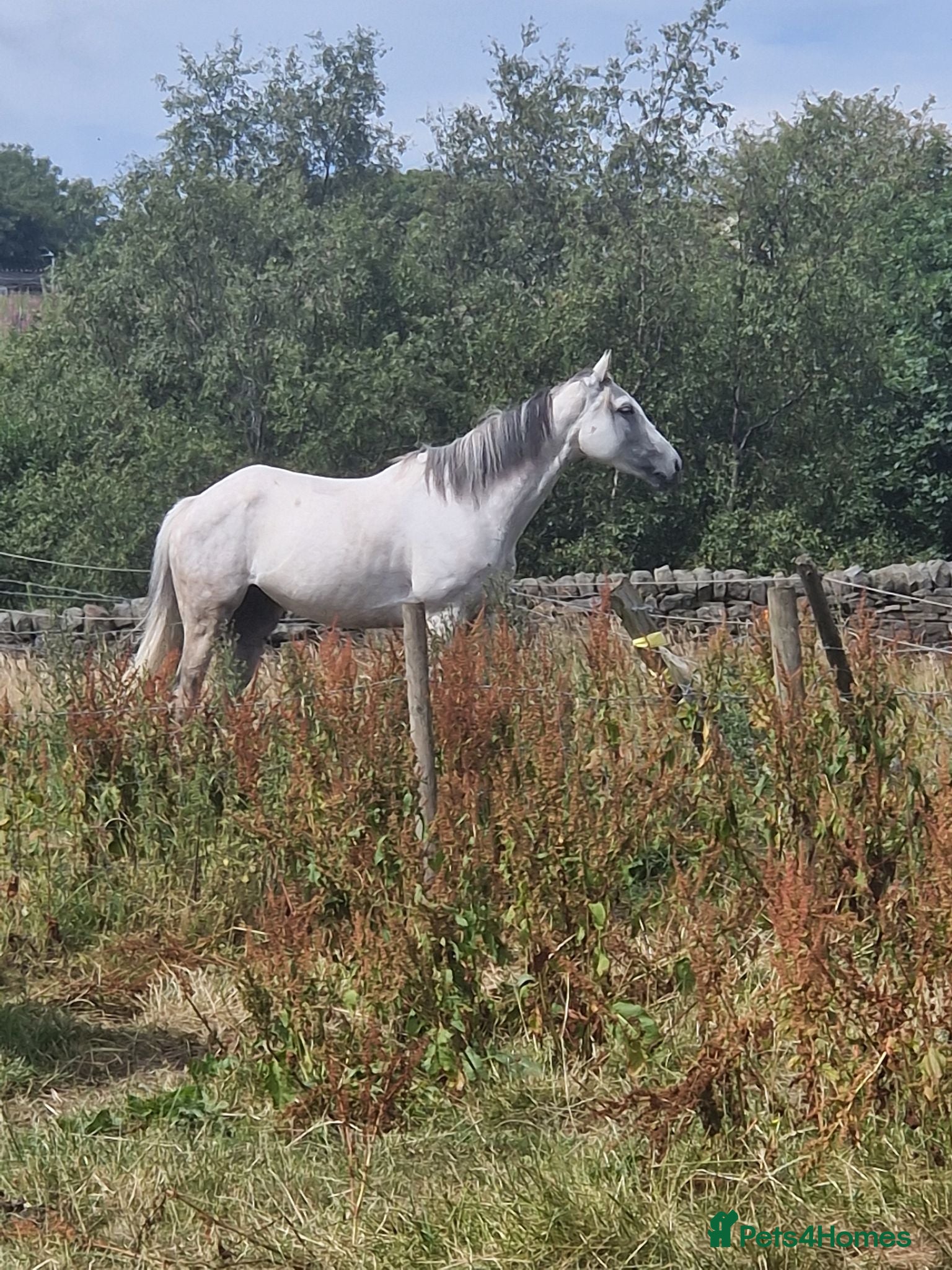 Irish Thoroughbred horses OTTB flea bitten mare - Advert 1