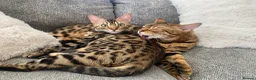 Bengal cats for sale:  Stunning Bengal kittens - Advert 6