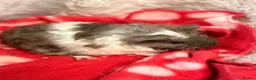 Guinea Pig rodents for sale: BEAUTIFUL BABY GUINEA PIGS, BOYS AND GIRLS - Advert 3
