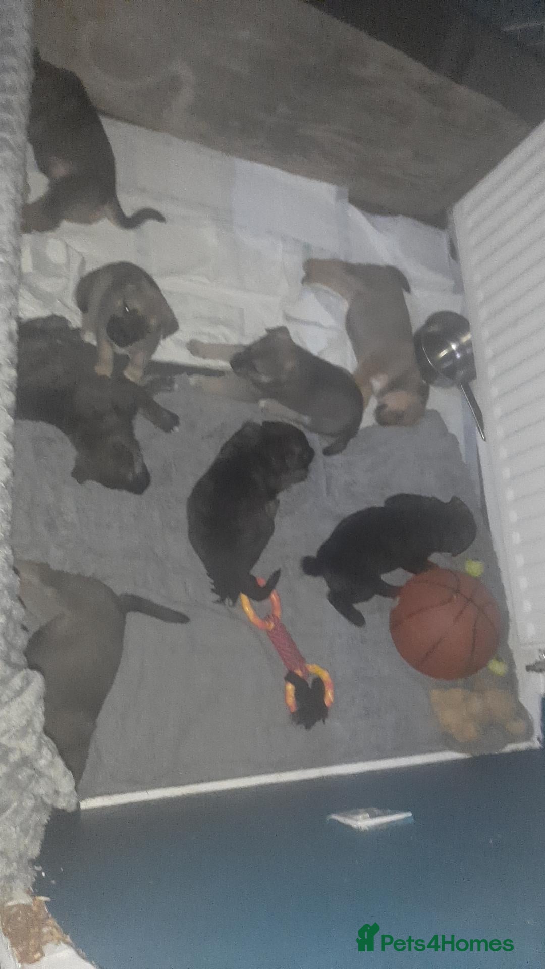 Mixed Breed dogs Rottweiler x akita puppies  - Advert 2