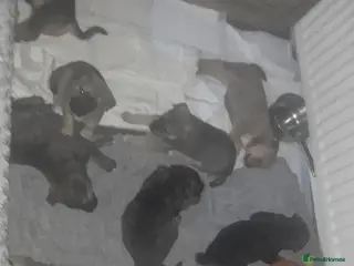 Mixed Breed dogs Rottweiler x akita puppies - Advert 2