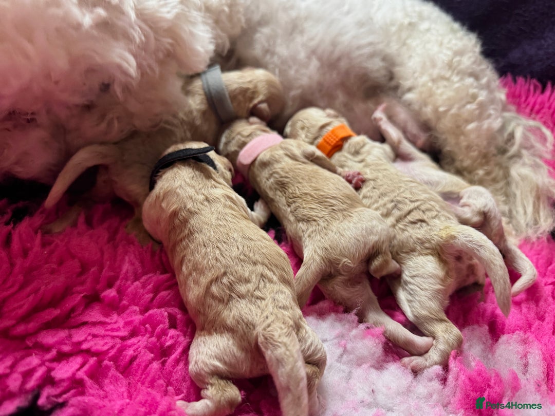 Cavapoo dogs for sale:  F1 poochons health tested parents 🐶 - Advert 8