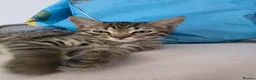 Mixed Breed cats for sale: 2 kittens for sale. 1 boy 1 girl. - Advert 4