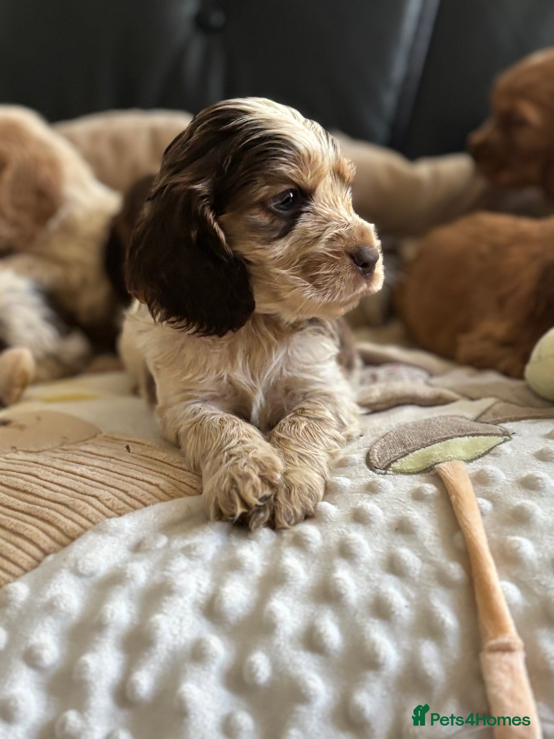 Cocker Spaniel dogs for sale: Outstanding of top quality show type puppies 🌈🐶 - Advert 9