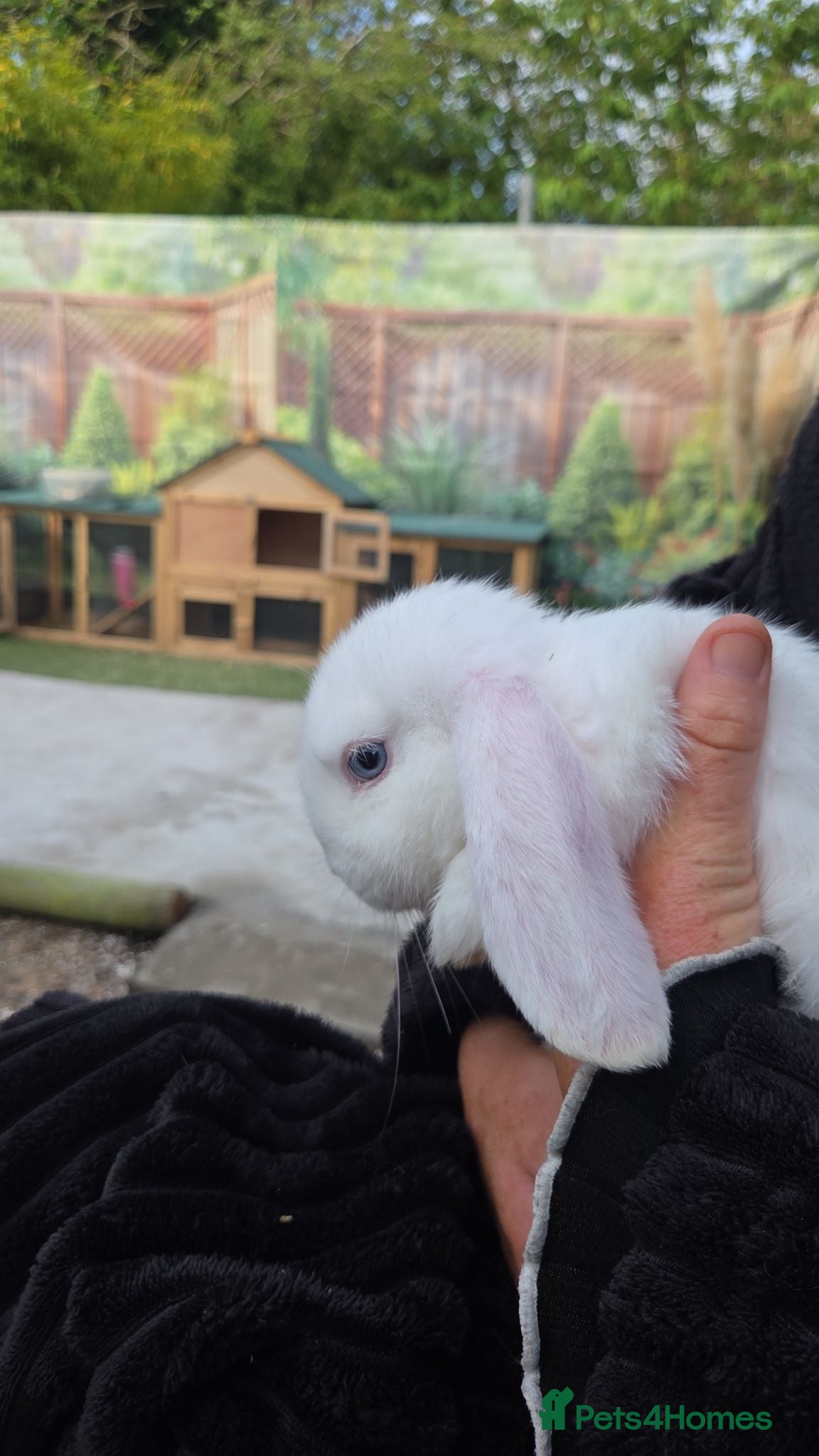 Mini Lop rabbits Friendly Pet Rabbit Looking for a Loving Home - Advert 4