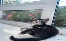 Bengal cats for sale: 6 Cross Bengal Kittens - Image 9