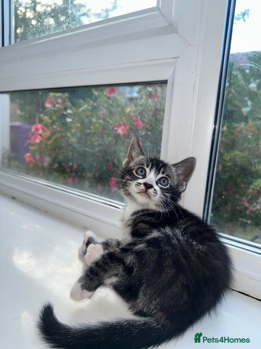 Bengal cats for sale: 6 Cross Bengal Kittens - Image 9