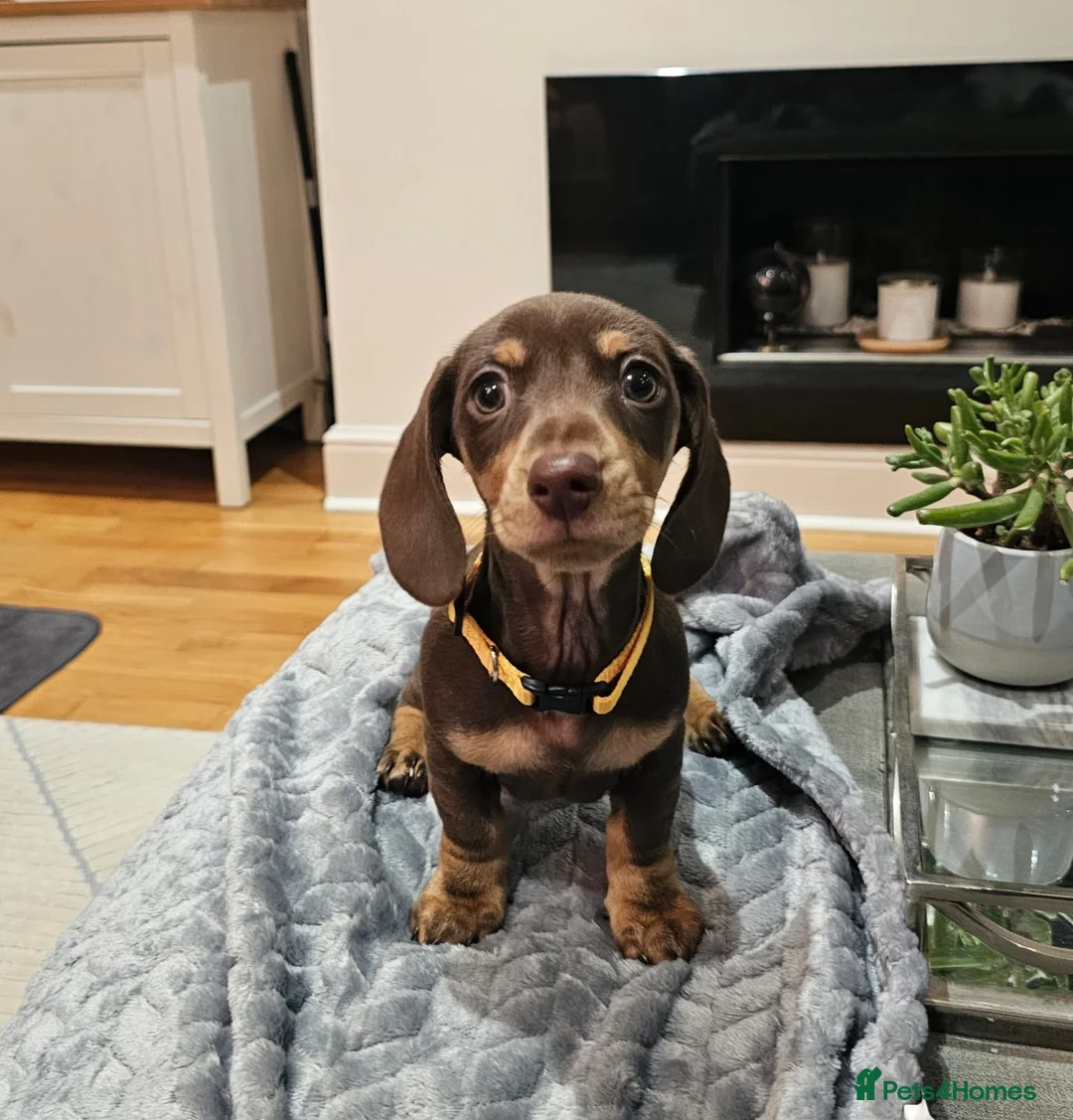 Miniature Dachshund dogs for sale: Chocolate & Tan KC Miniature Dachshund Puppies - Advert 36