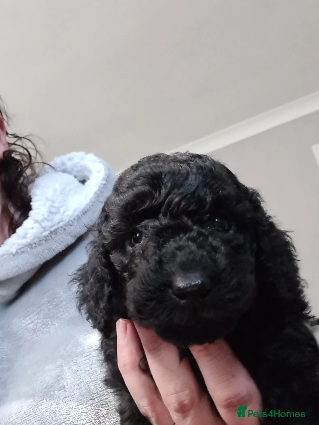 Toy Poodle dogs for stud: *STUD* Gorgeous KC Registered Toy Poodle in Manchester - Advert 8
