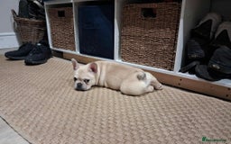 French Bulldog dogs for sale: 2 beautiful French bulldog puppies - Advert 11