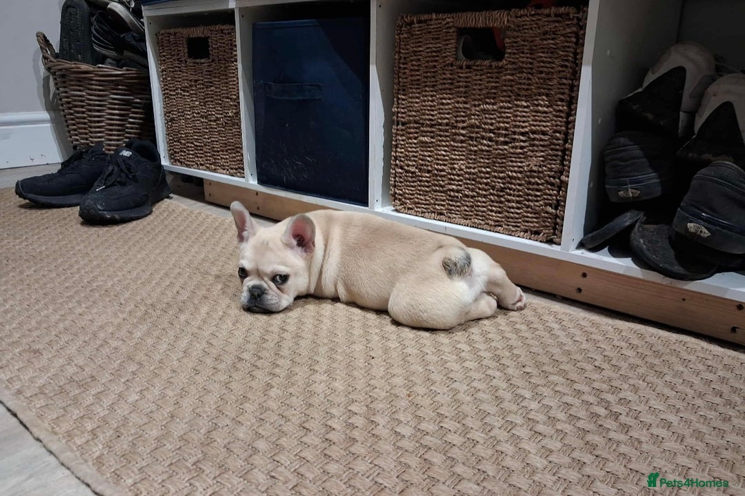 French Bulldog dogs for sale: 2 beautiful French bulldog puppies - Advert 11