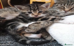 Mixed Breed cats for sale: Playful & cuddly Tabby-Bengal-Mix Kittens £200 - Image 11