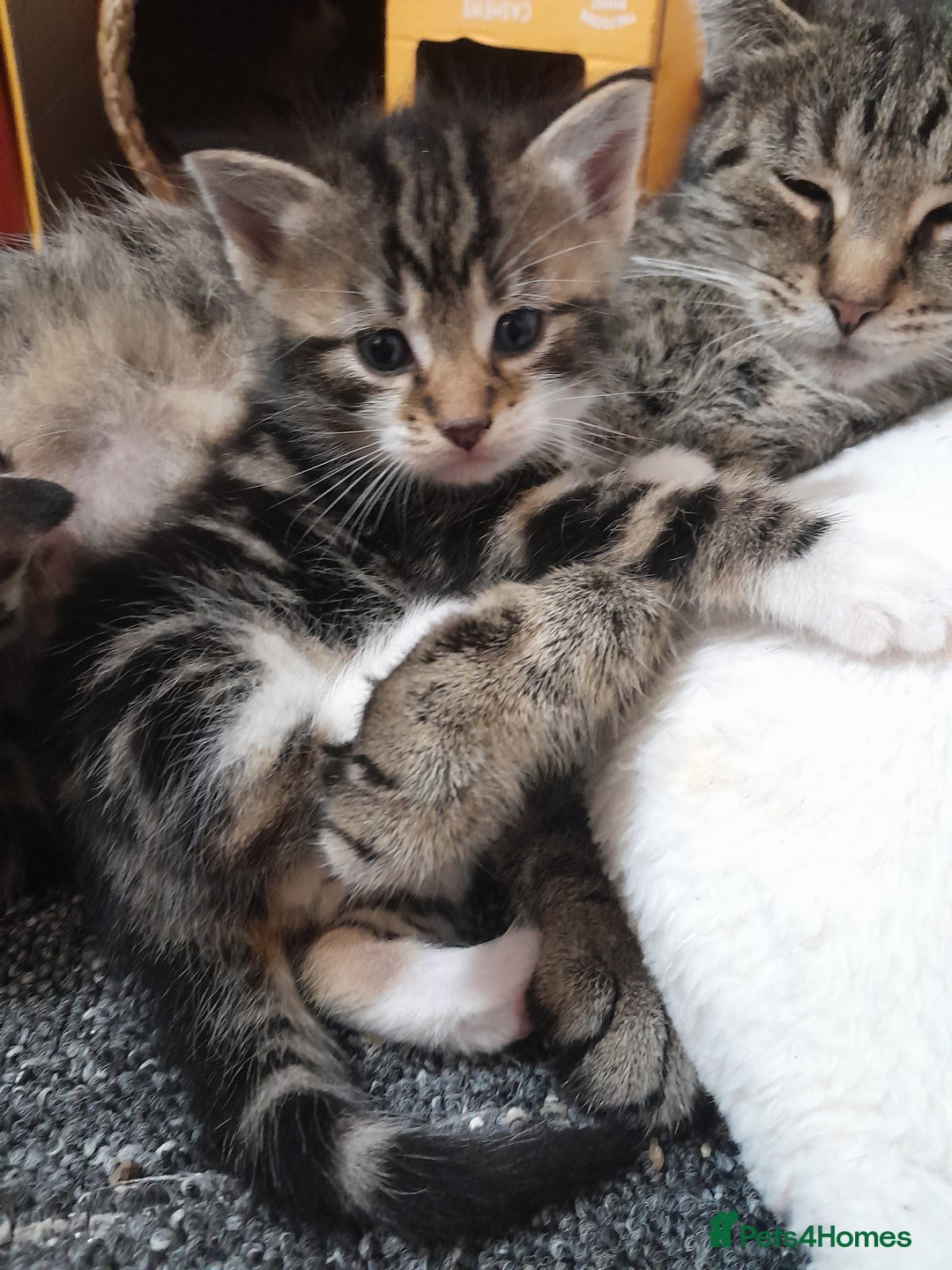 Mixed Breed cats for sale: Playful & cuddly Tabby-Bengal-Mix Kittens £200 - Image 11