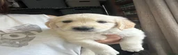 Golden Retriever dogs for sale: Golden Retrievers - Gwynedd  - Advert 33