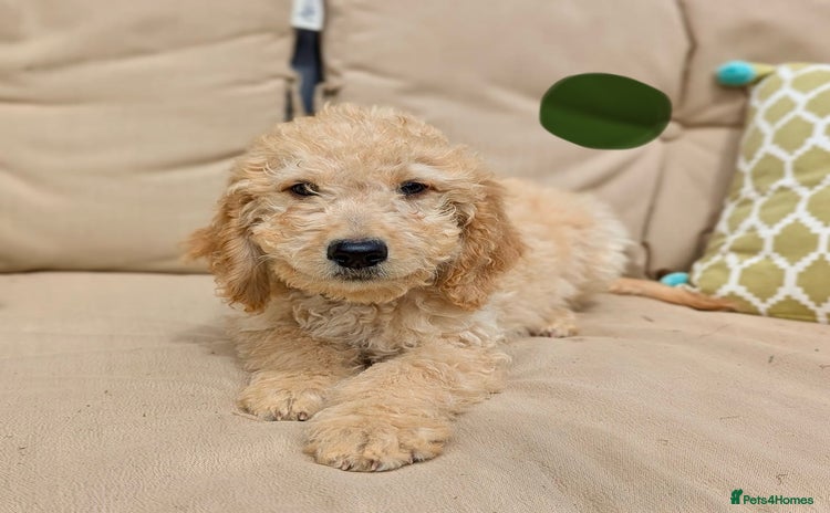 Irish Doodle dogs - Advert 1