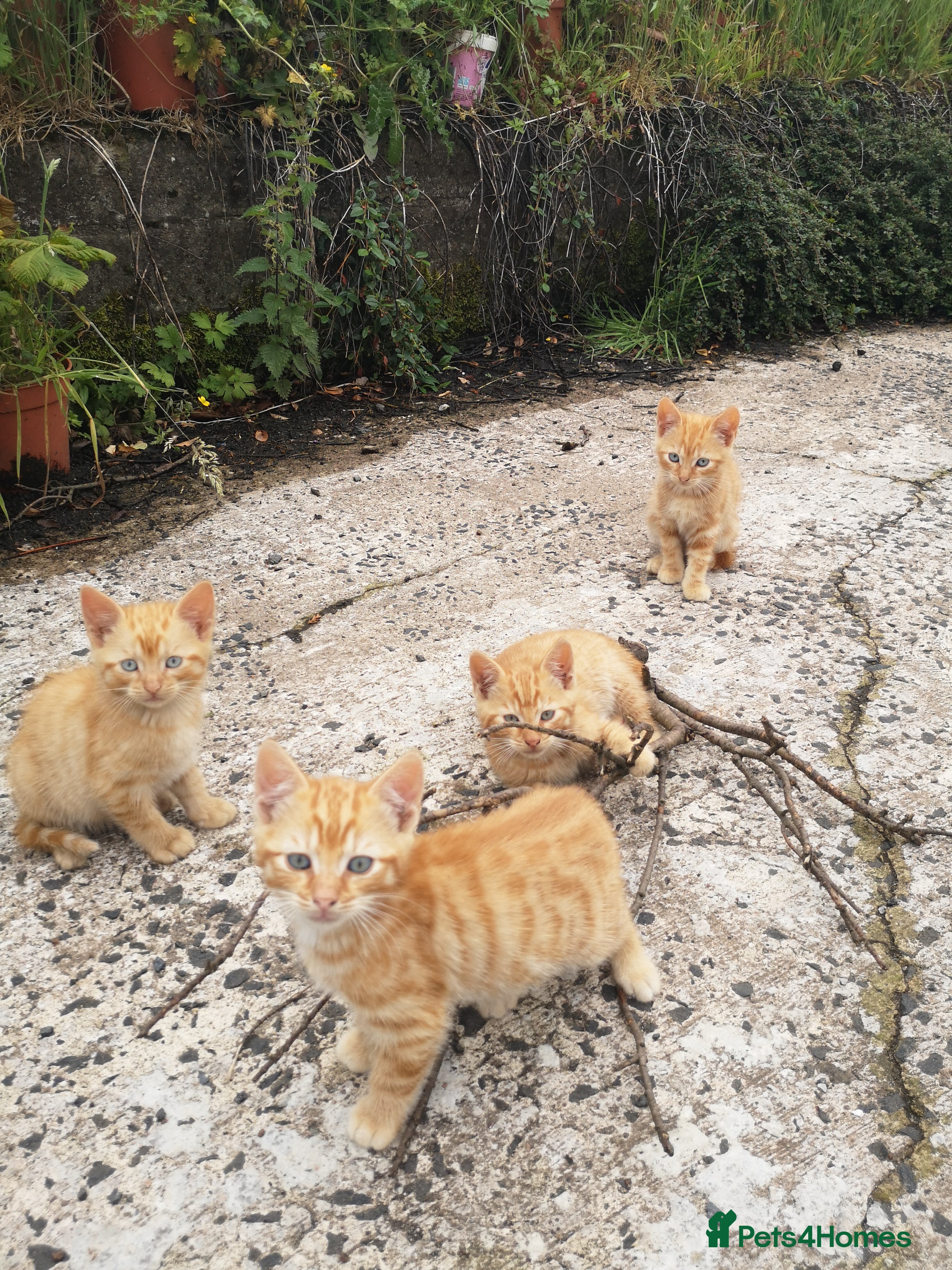 Mixed Breed cats Ginger Kittens for Sale - Advert 4