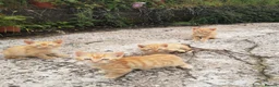 Mixed Breed cats for sale: Ginger Kittens for Sale - Advert 1