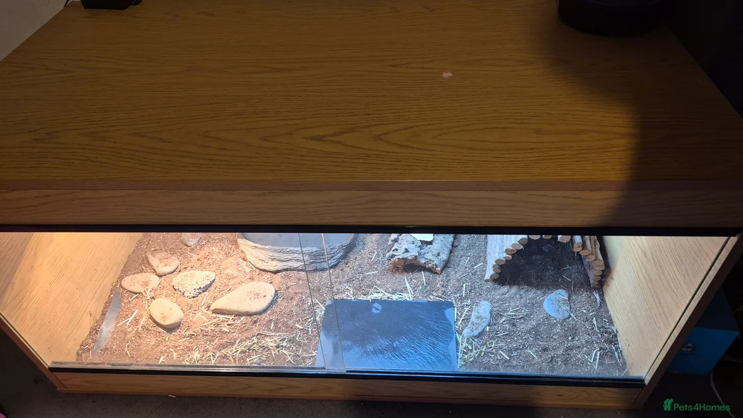 Hermann Tortoise reptiles for sale: Hermann Tortoise  - Advert 4