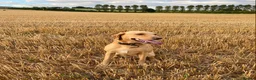 Labrador Retriever dogs for sale: Gorgeous KC Registered Labrador puppies  - Advert 8