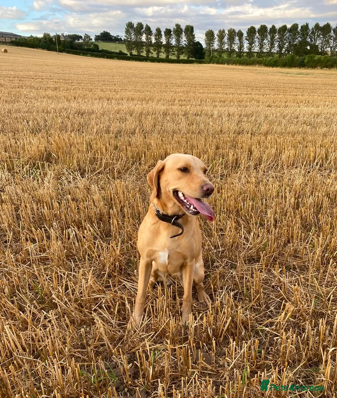 Labrador Retriever dogs for sale: Gorgeous KC Registered Labrador puppies  - Advert 8