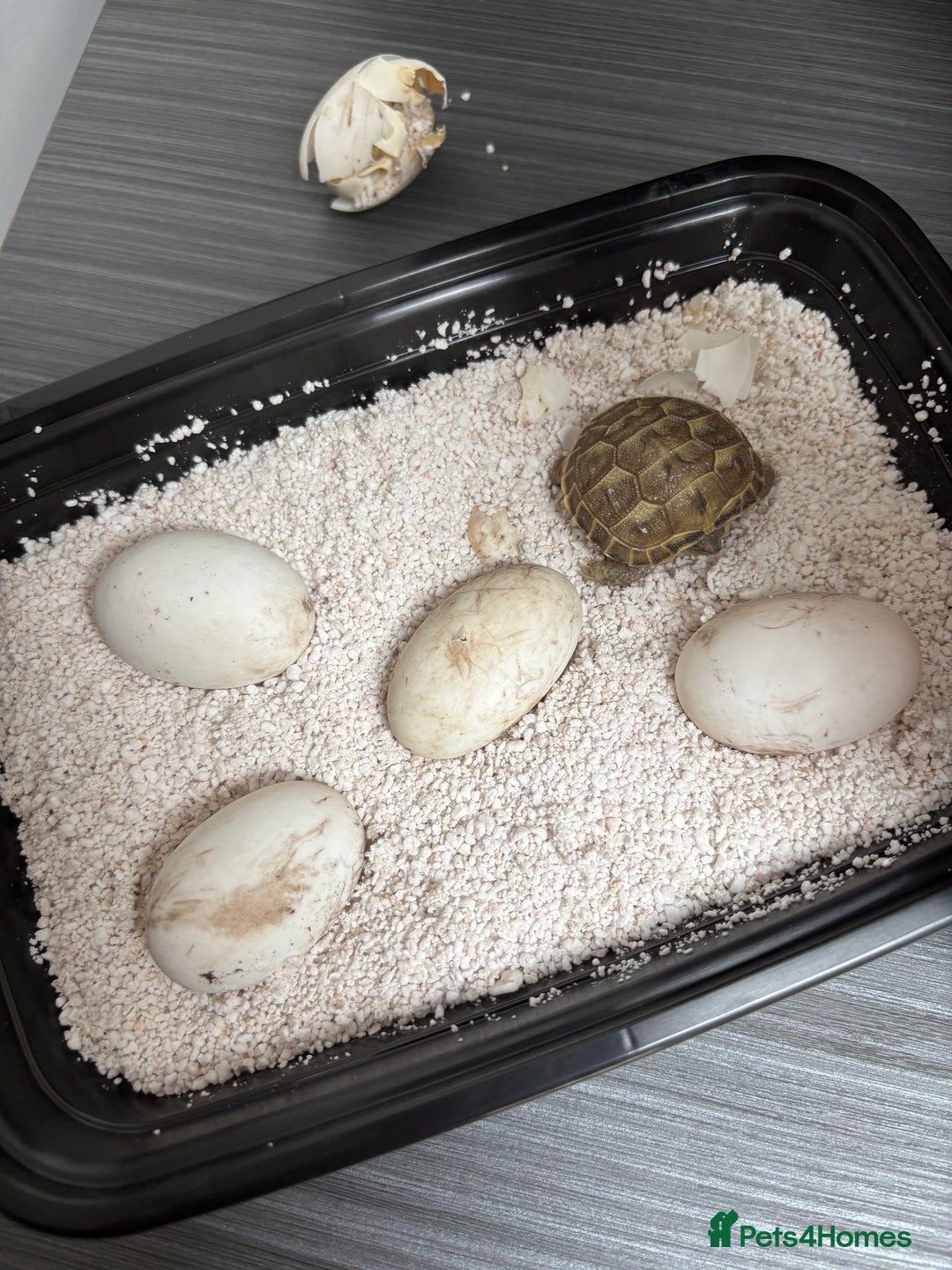 Tortoise reptiles for sale: GORGEOUS PROVEN MALE HORSEFIELD  - Image 3