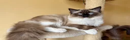 Ragdoll cats for sale: Mink & mink carrying ragdolls  - Advert 6