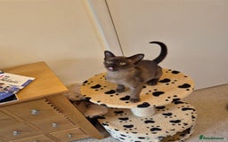 Burmese cats for sale: Gorgeous Pedigree Female Burmese Kittens - Image 17