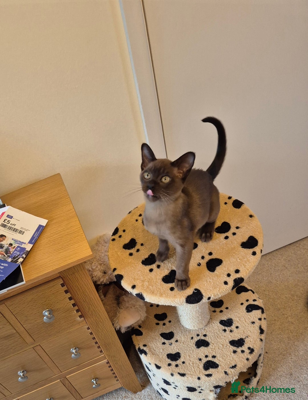 Burmese cats for sale: Gorgeous Pedigree Female Burmese Kittens - Image 17