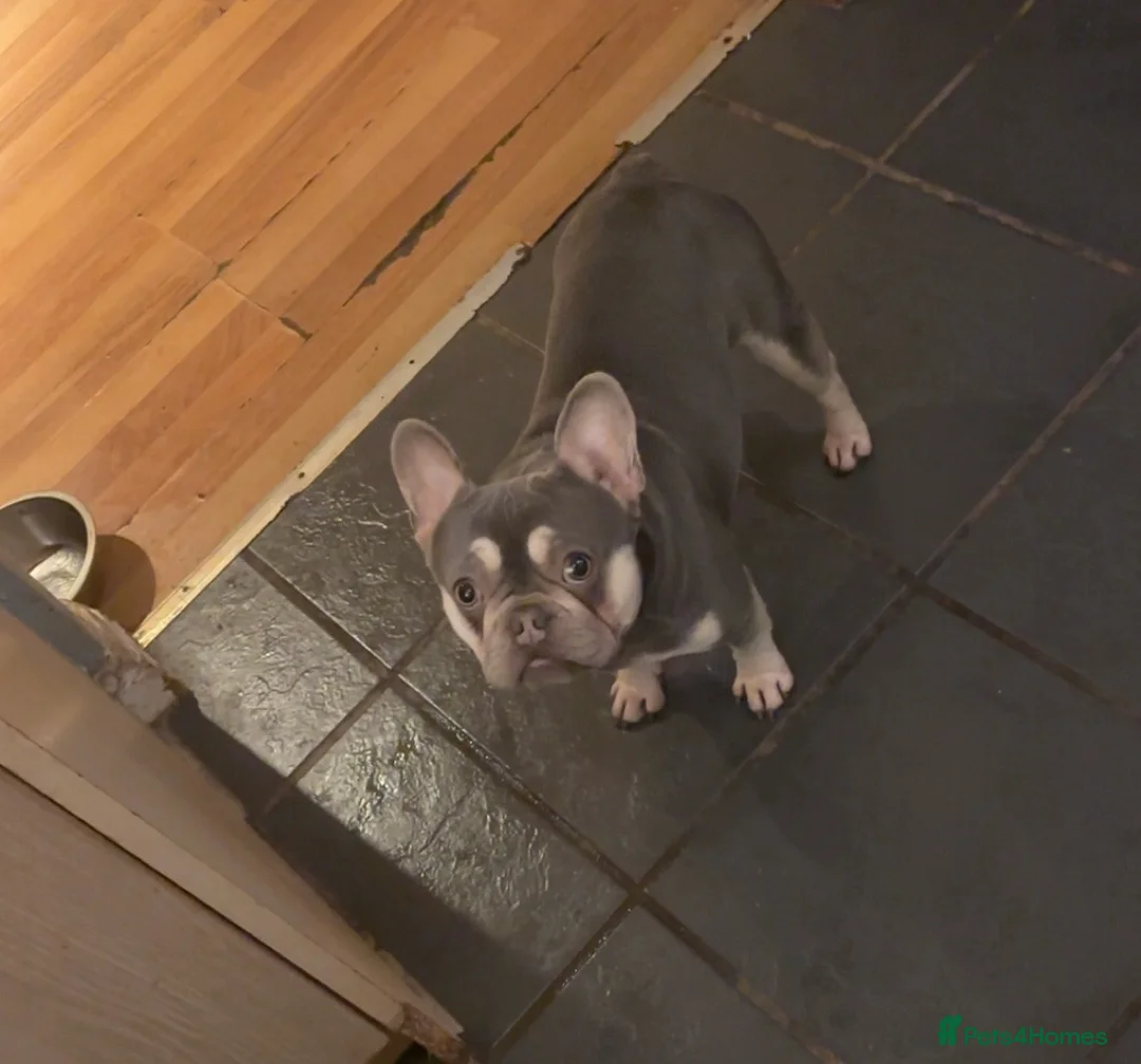 French Bulldog dogs for sale: Minnie the French bull dog  - Advert 2