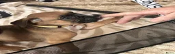 Boxer dogs for sale: Beautiful Boxer Puppies ready for new homes in West Bromwich - Advert 6