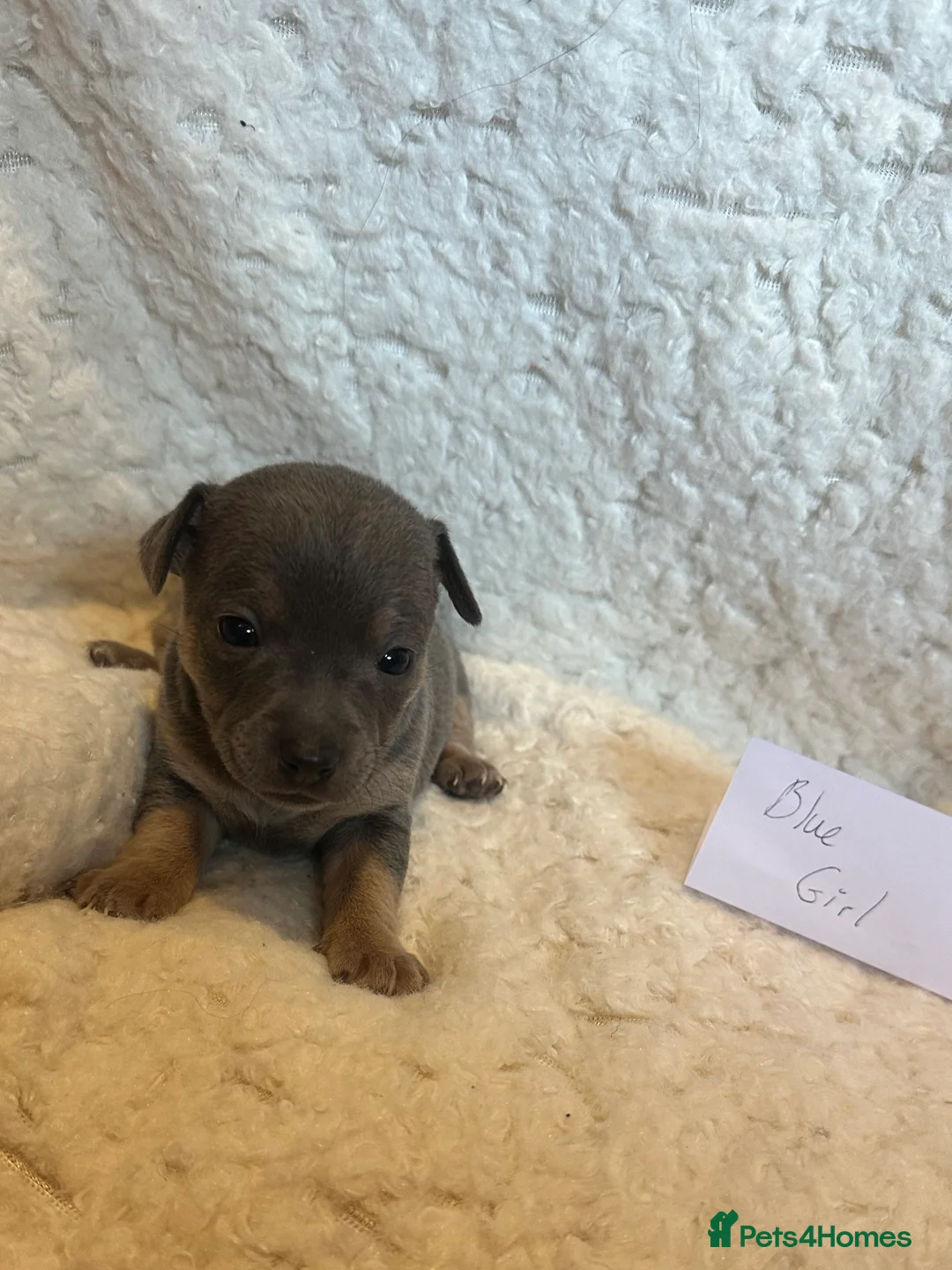 Jack Russell dogs for sale: Jack Russel puppies  - Advert 23