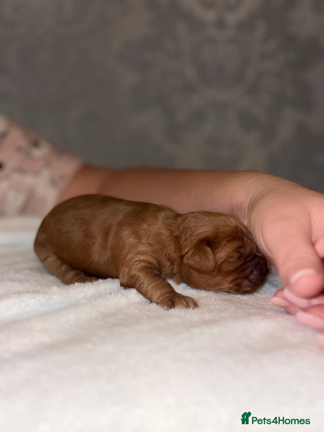 Cockapoo dogs for sale: F1B Cockapoo’s - Advert 9