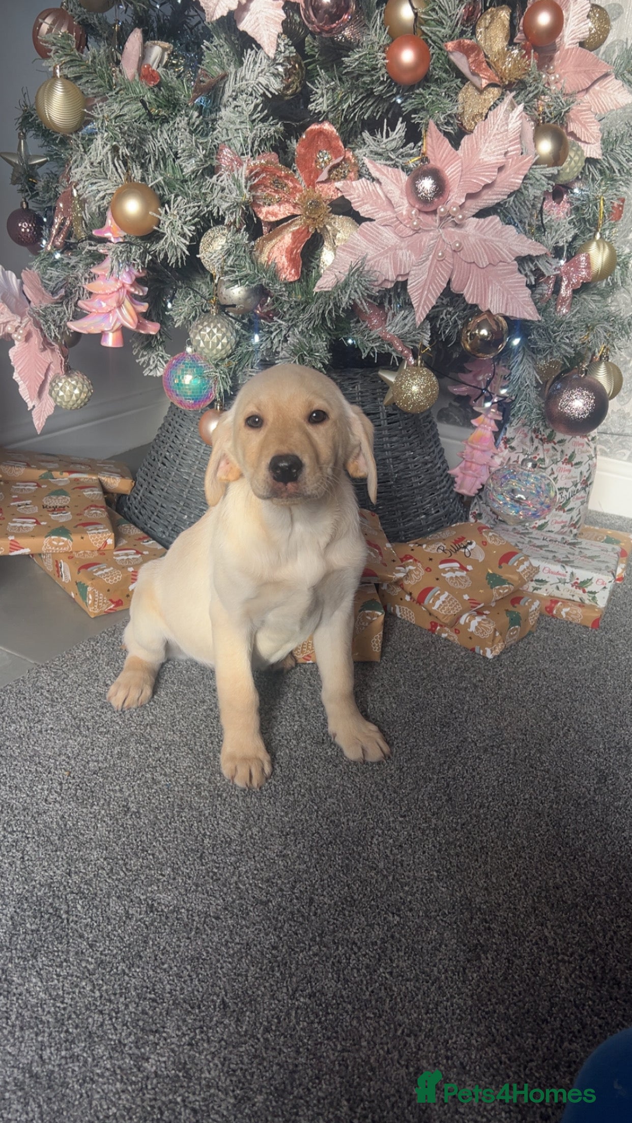 Labrador Retriever dogs Stunning Labrador puppys (1 girl left) - Advert 15