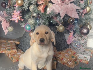 Labrador Retriever dogs Stunning Labrador puppys (1 girl left) - Advert 8