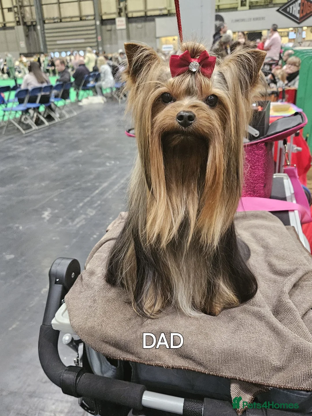 Yorkshire Terrier dogs for sale: Yorkshire terriers puppies in Oswestry - Advert 7