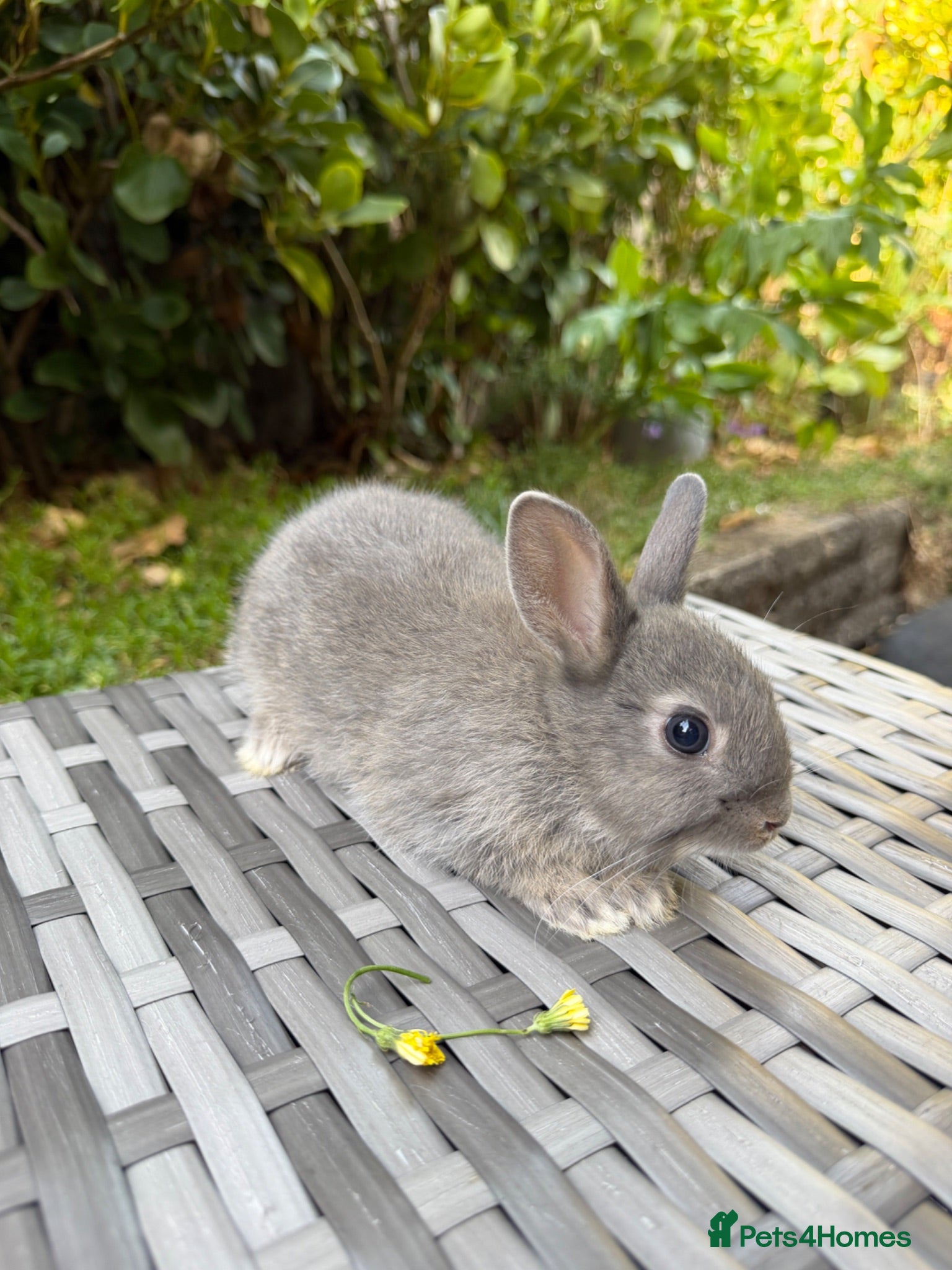 Netherland Dwarf rabbits   Ready for new home Purebred Netherland Dwarf  - Advert 1