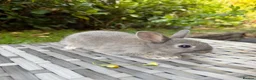 Netherland Dwarf rabbits for sale:   Ready for new home Purebred Netherland Dwarf  - Advert 1