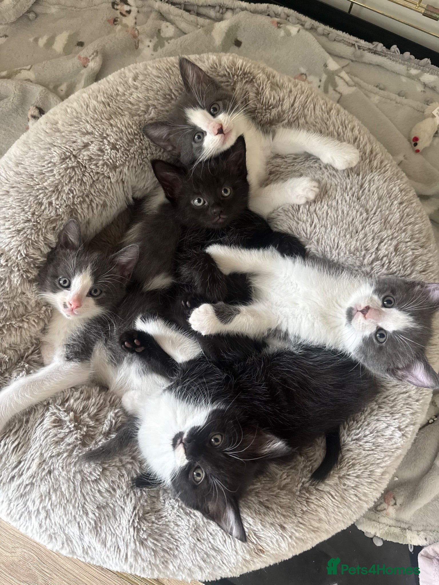 Mixed Breed cats Russian blue cross DSH  - Advert 1